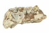 Oreodont (Merycoidodon) Jaw Section - South Dakota #260044-1